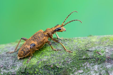 Die Larven des Schwarzfleckigen Zangenbocks (Rhagium mordax) leben im Holz von Laubbäumen
