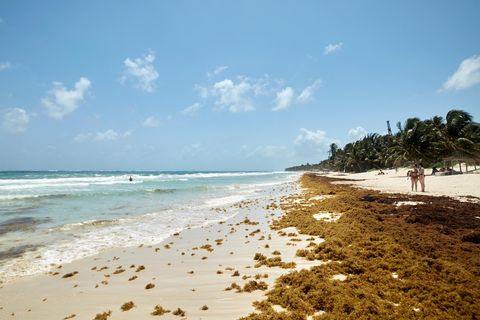 Braunalgen-Teppiche in Mexiko