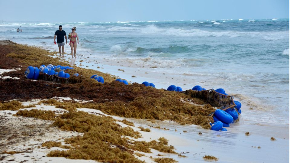 Große Berge Braunalgen am Strand von Mexiko Große Berge Braunalgen am Strand von Mexiko