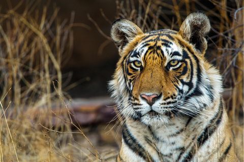 Koenigstiger (Panthera tigris tigris)