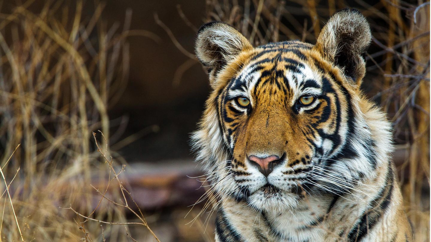 Koenigstiger (Panthera tigris tigris)