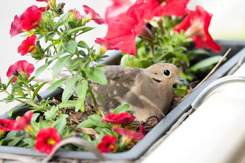 Manche gefiederte Stadtbewohner – hier eine Türkentaube – nehmen als Nistplatz auch mit einem Blumenkasten am Balkon vorlieb