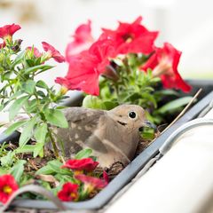 Manche gefiederte Stadtbewohner – hier eine Türkentaube – nehmen als Nistplatz auch mit einem Blumenkasten am Balkon vorlieb