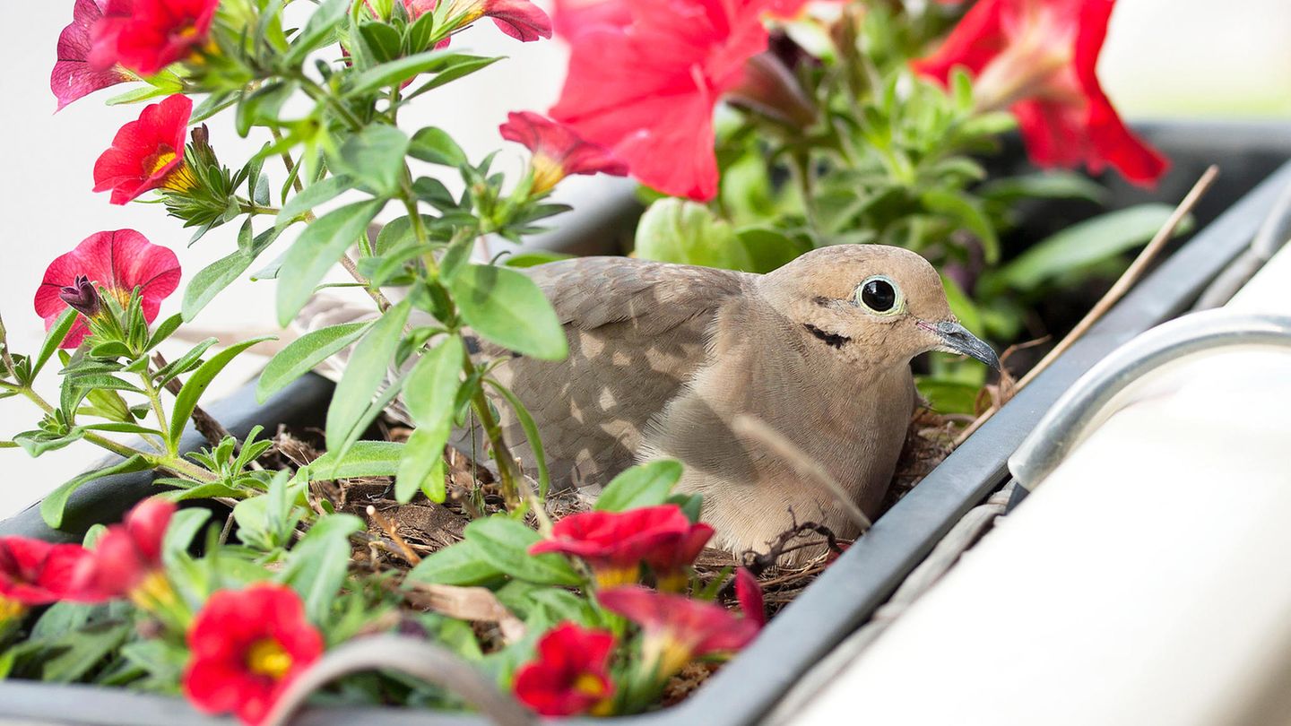 Manche gefiederte Stadtbewohner – hier eine Türkentaube – nehmen als Nistplatz auch mit einem Blumenkasten am Balkon vorlieb