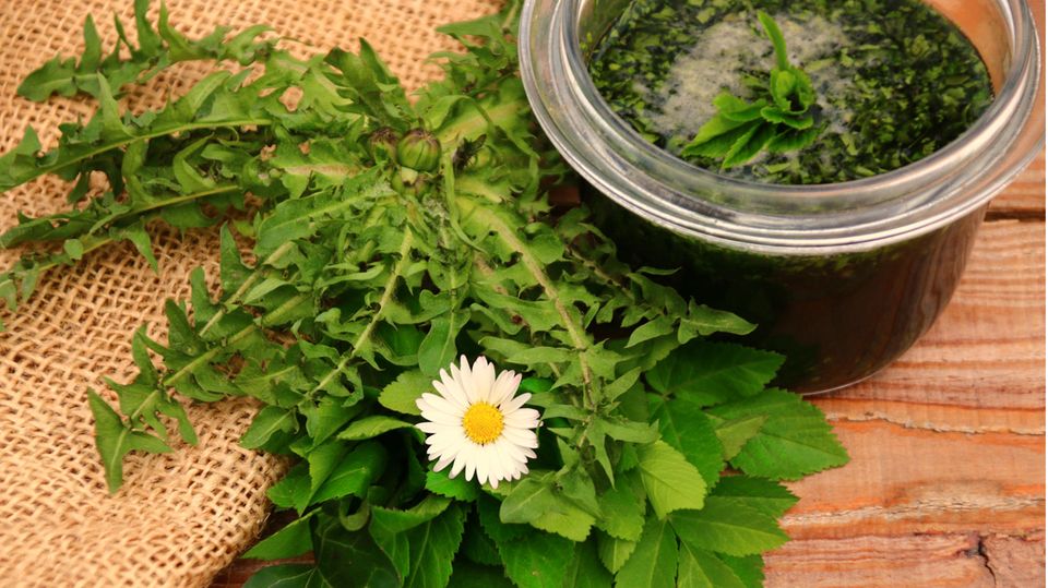 Lecker zu Pasta, auf dem Brot oder als Dip: Pesto aus Wildkräutern ist im Handumdrehen selbstgemacht