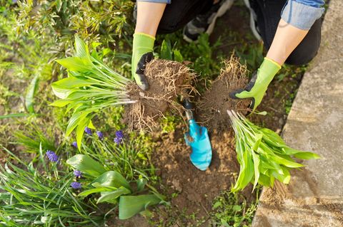 Gartenarbeit im April: Stauden teilen