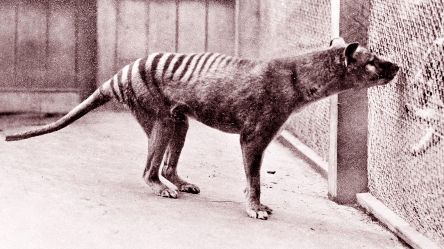Ein Tasmanischer Tiger oder Beutelwolf im Zoo von Hobart. Die Aufnahme zeigt das Tier im Jahr 1933, drei Jahre vor seinem Tod. War er der Letzte seiner Art?