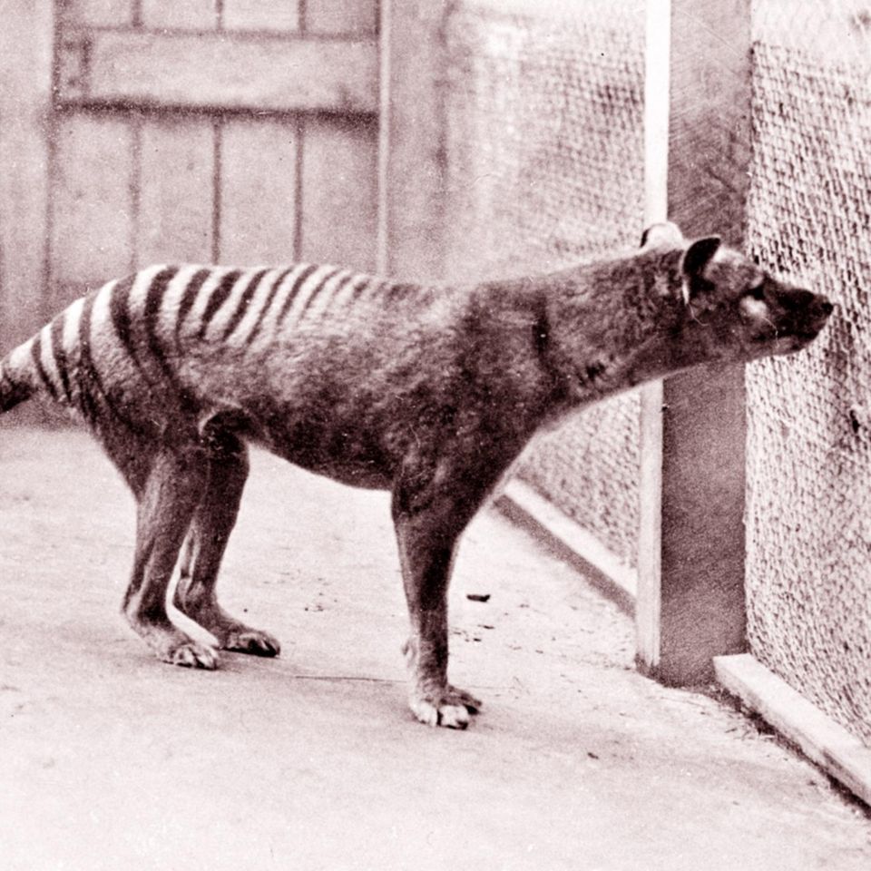 Ein Tasmanischer Tiger oder Beutelwolf im Zoo von Hobart. Die Aufnahme zeigt das Tier im Jahr 1933, drei Jahre vor seinem Tod. War er der Letzte seiner Art?