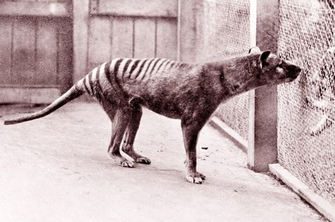 Ein Tasmanischer Tiger oder Beutelwolf im Zoo von Hobart. Die Aufnahme zeigt das Tier im Jahr 1933, drei Jahre vor seinem Tod. War er der Letzte seiner Art?