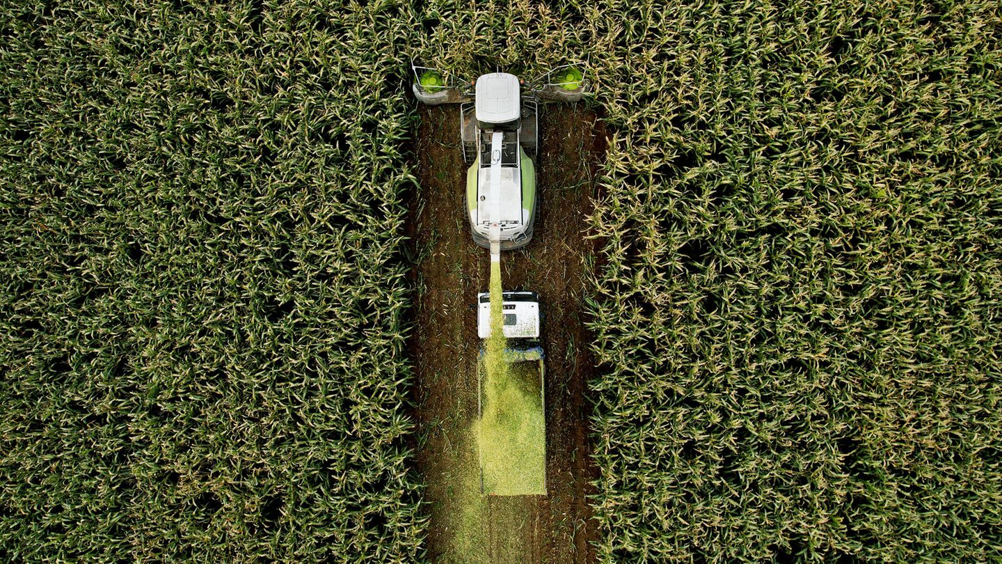 Gentechnik: Liegt hier die Zukunft der Landwirtschaft? - [GEO]
