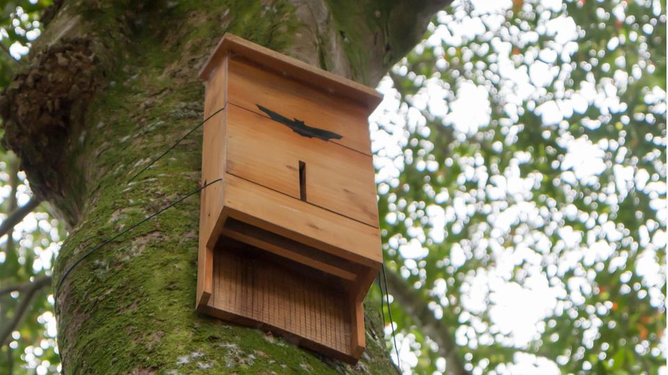 Fledermauskasten aufhängen Fledermauskasten aufhängen