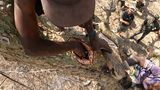Hans Sarpei sammelt Wildbienenhonig in einem Baumstamm