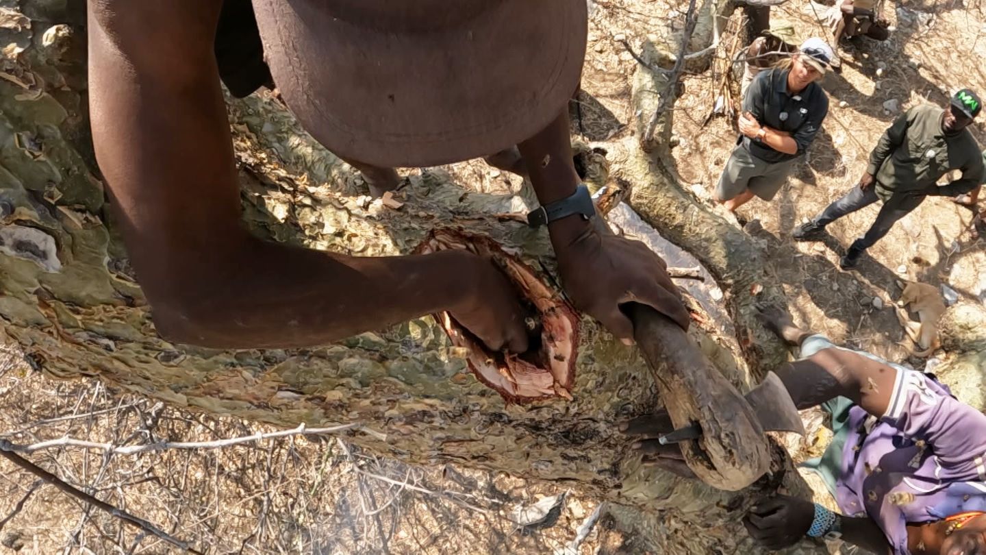 Hans Sarpei sammelt Wildbienenhonig in einem Baumstamm
