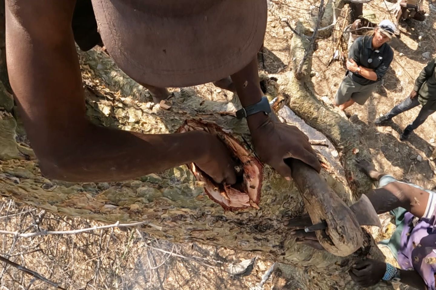 Hans Sarpei sammelt Wildbienenhonig in einem Baumstamm