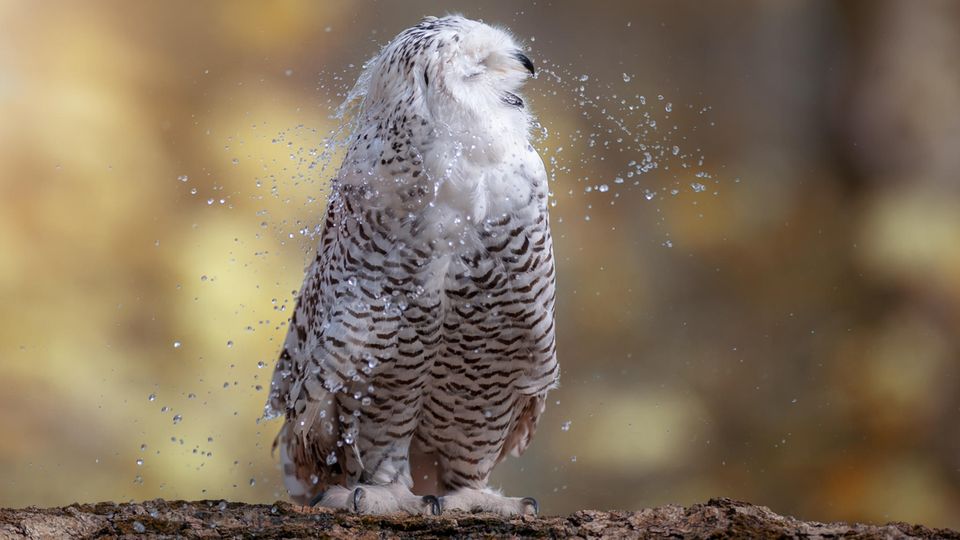 Eine Schneeeule schüttelt sich nach einem Bad das Wasser aus den Federn