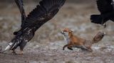 Adler, Fuchs und Krähe