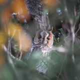 Eine Waldohreule blickt direkt in die Kamera: "Eulen sind immer der Chef", sagt Tanja Brandt.