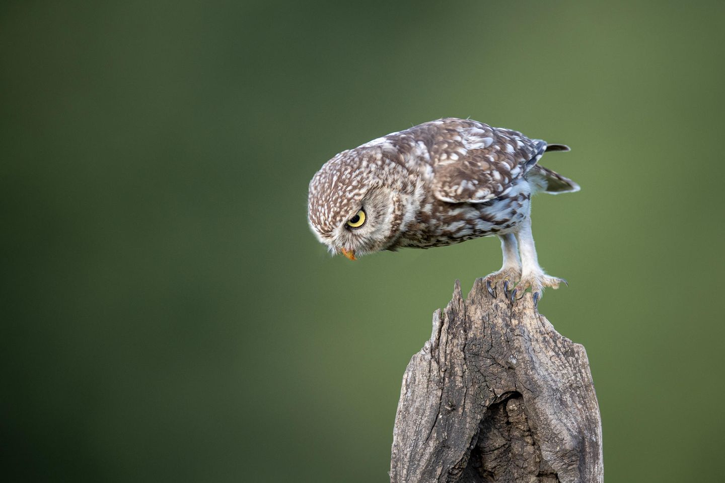 Ein Steinkauz im Wald