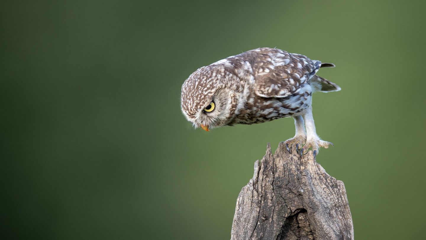 Ein Steinkauz im Wald