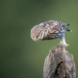 Ein Steinkauz im Wald