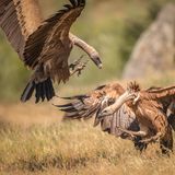 Zwei Geier zoffen sich