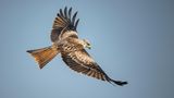 Ein Rotmilan fliegt durch die Lüfte
