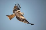 Ein Rotmilan fliegt durch die Lüfte