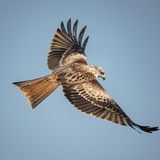 Ein Rotmilan fliegt durch die Lüfte