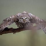 Ein wilder Steinkauz breitet seine Flügel aus