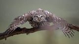 Ein wilder Steinkauz breitet seine Flügel aus