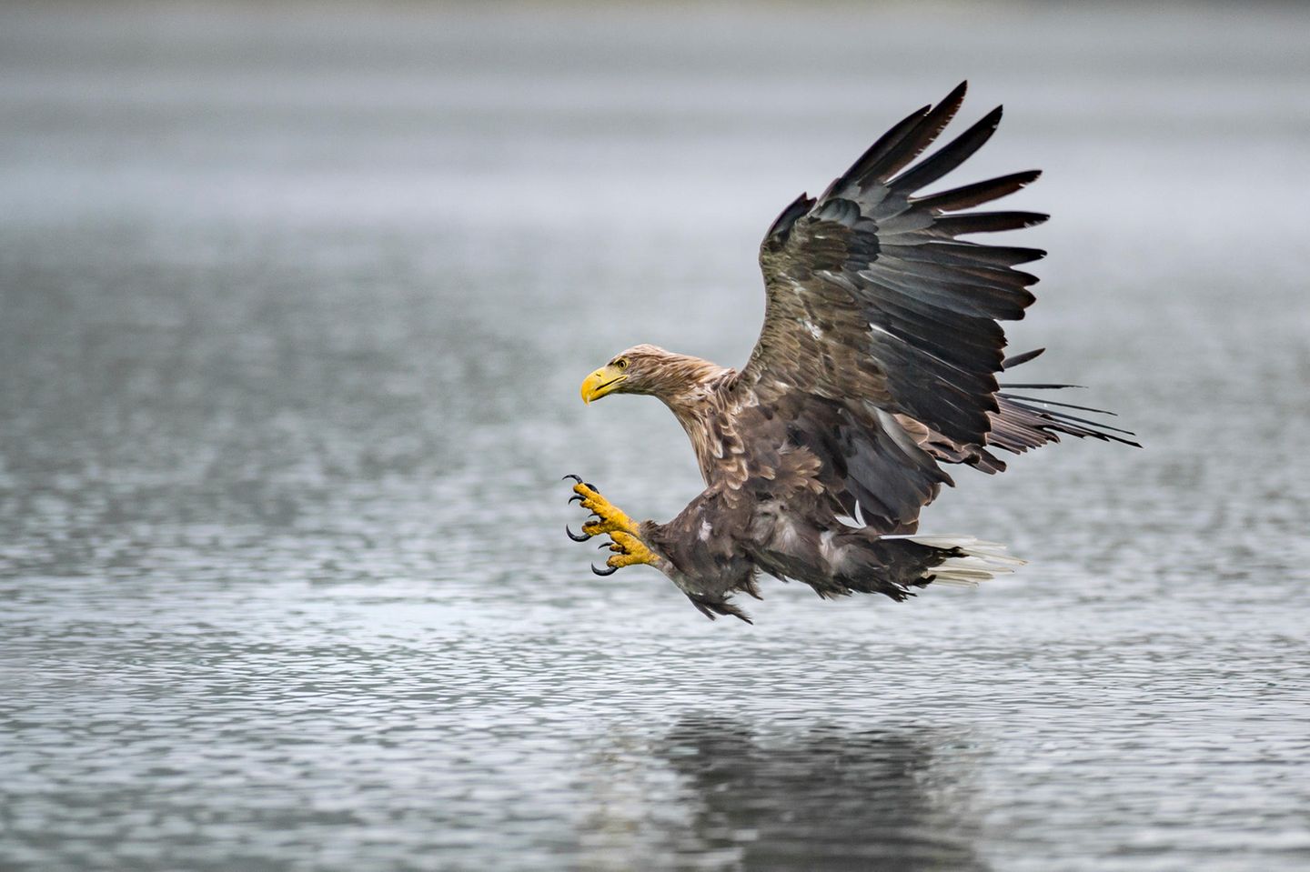 Seeadler landet auf dem Wasser