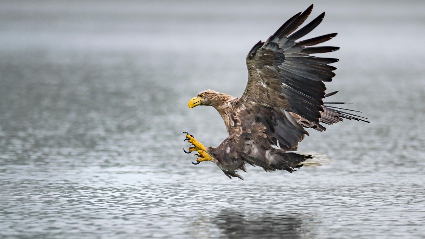 Seeadler landet auf dem Wasser