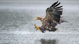 Seeadler landet auf dem Wasser