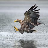 Seeadler landet auf dem Wasser