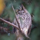 Eine Waldohreule schläft