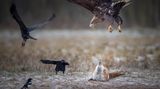 Ein Adler fliegt im Angriff über einem Fuchs