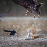 Ein Adler fliegt im Angriff über einem Fuchs