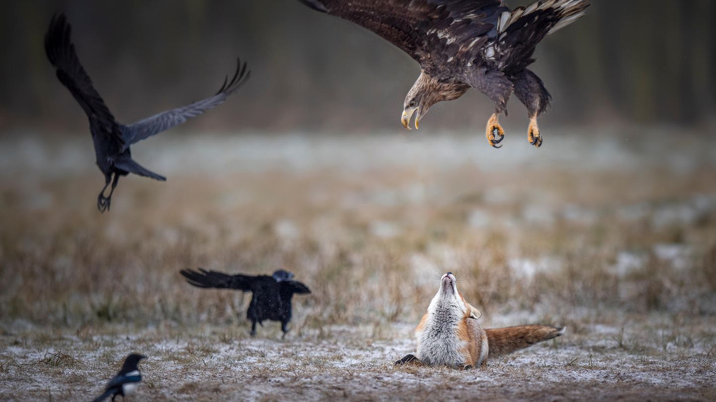 Ein Adler fliegt im Angriff über einem Fuchs