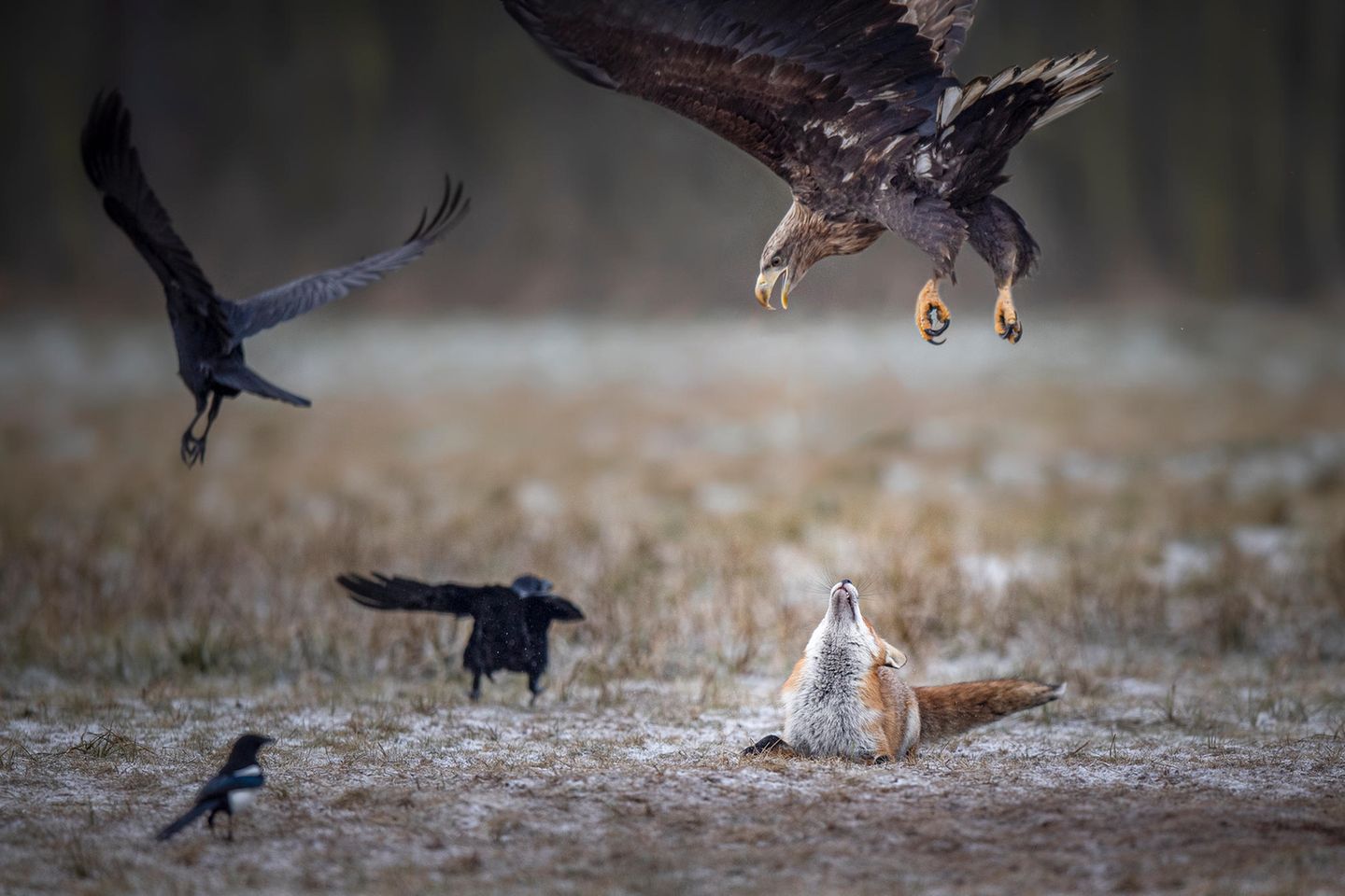 Ein Adler fliegt im Angriff über einem Fuchs