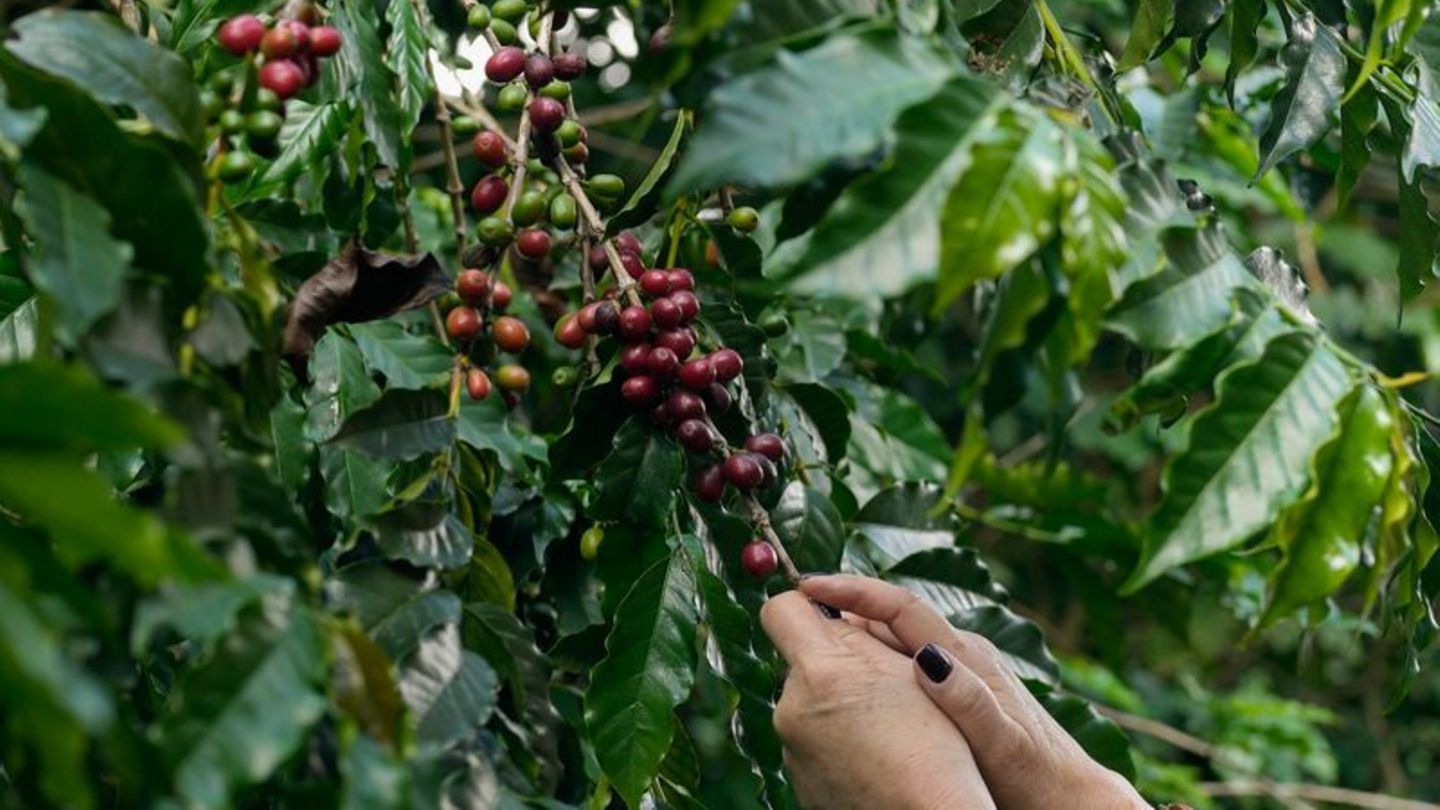 Kaffeebeeren werden auf der Plantage des Biologischen Instituts geerntet
