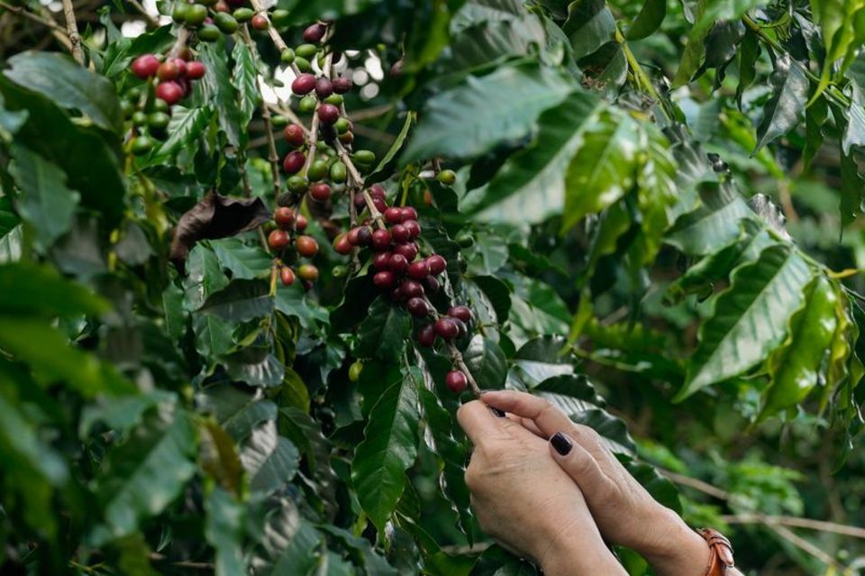 Kaffeebeeren werden auf der Plantage des Biologischen Instituts geerntet