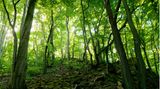 Wald im Siebengebirge