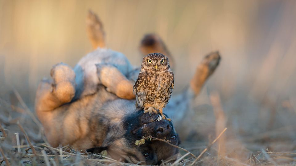 Schäferhund und Eule