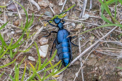 Look, but don't touch: Ölkäfer sind friedlich, aber giftig