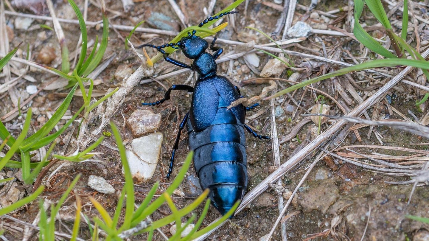 Look, but don't touch: Ölkäfer sind friedlich, aber giftig