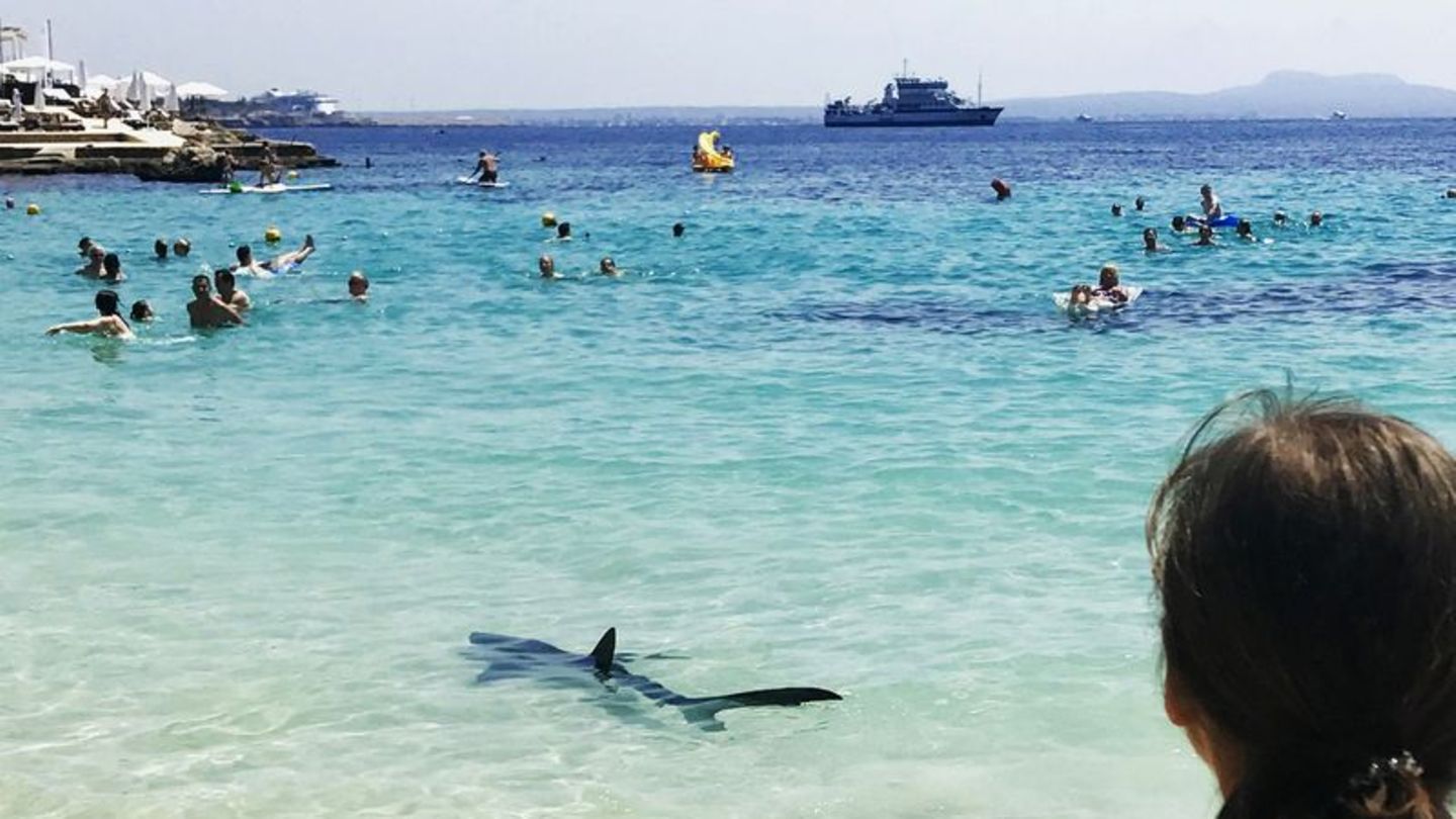 An Mallorcas Badestränden sind auch schon in der Vergangenheit Haie aufgetaucht - so etwa 2017 am Illetes Strand. Foto: Angela &