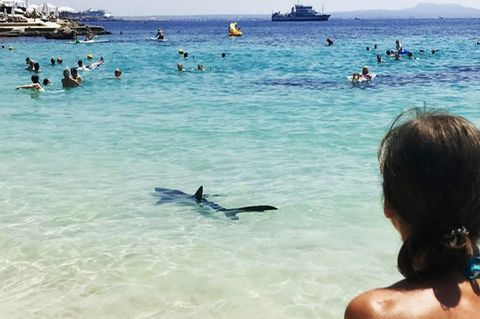 An Mallorcas Badestränden sind auch schon in der Vergangenheit Haie aufgetaucht - so etwa 2017 am Illetes Strand. Foto: Angela &