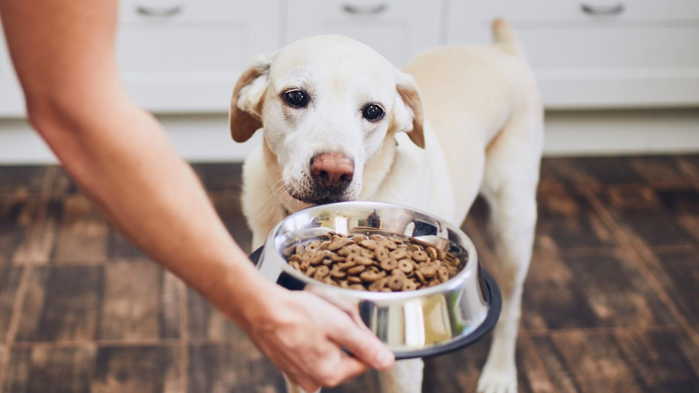 Weißer Hund bekommt Trockenfutter als hochwertiges Hundefutter