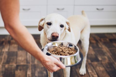 Weißer Hund bekommt Trockenfutter als hochwertiges Hundefutter
