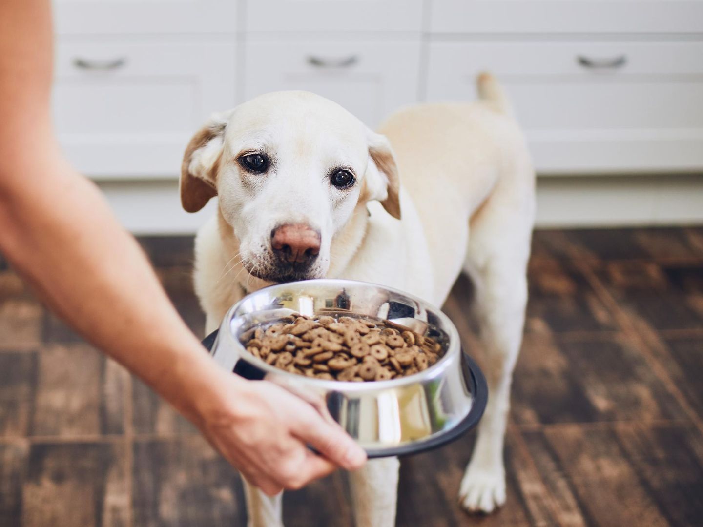 Hochwertiges Hundefutter: 5 Tipps, wie man es erkennt - [GEO]